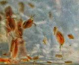 200 Live Daphnia