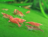 5 Red Cherry Shrimp - High Quality