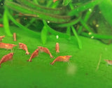 5 Red Cherry Shrimp - High Quality
