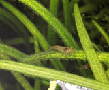 10 Red Cherry Shrimp Culls