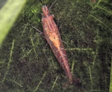 15 Red Cherry Shrimp Culls