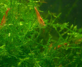 10 Red Cherry Shrimp Culls