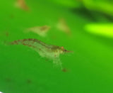 15 Red Cherry Shrimp Culls