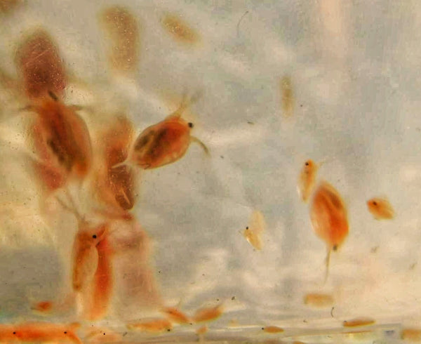 200 Live Daphnia