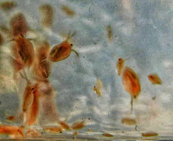 1000 Live Daphnia