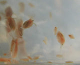 1000 Live Daphnia