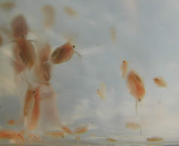 200 Live Daphnia