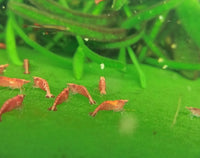 5 Red Cherry Shrimp - High Quality