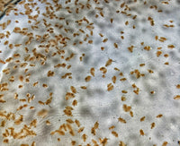 500 Live Daphnia