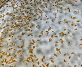 500 Live Daphnia