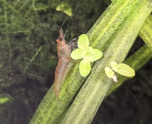 15 Red Cherry Shrimp Culls