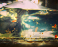 500 Live Daphnia